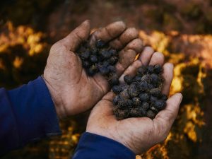 Black_Ivory_coffee_beans